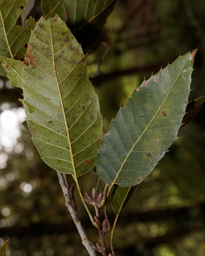 Quercus meavei photo 2