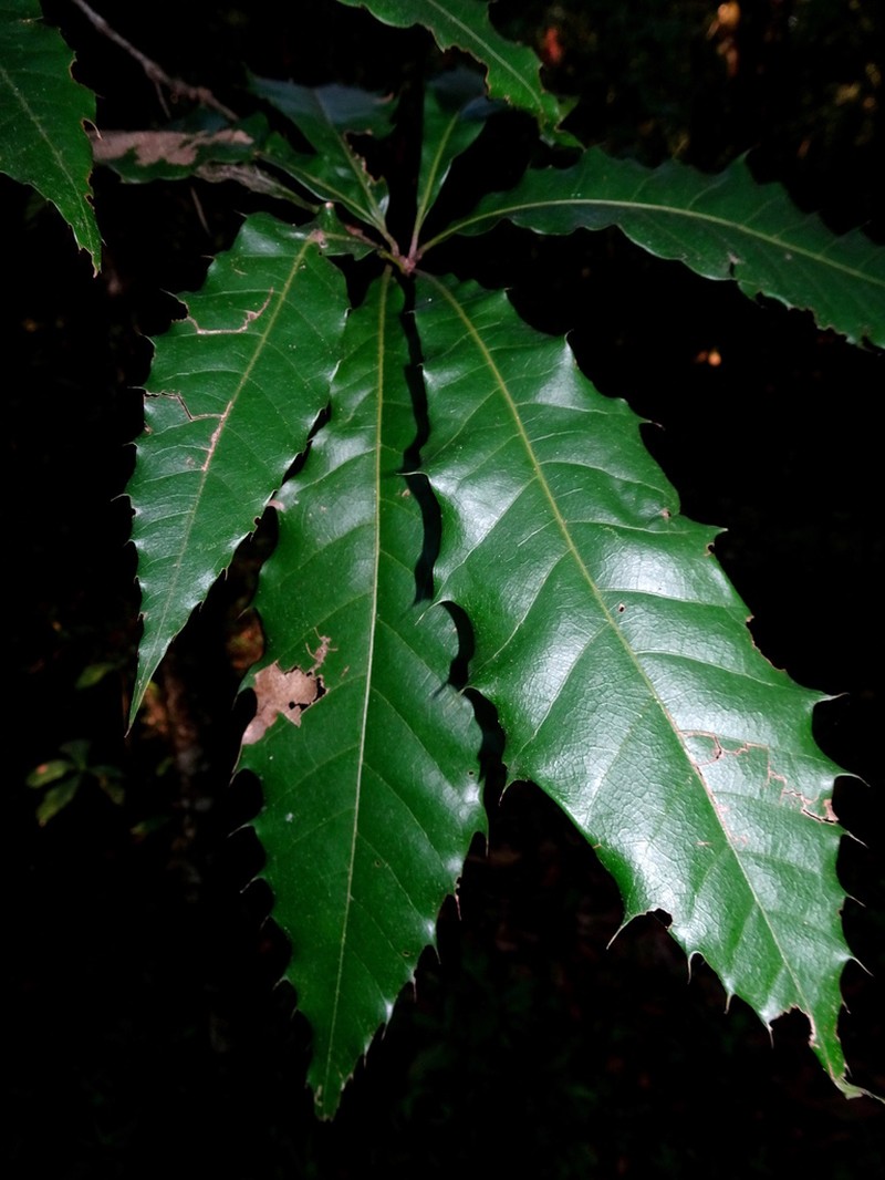 Quercus meavei photo 3