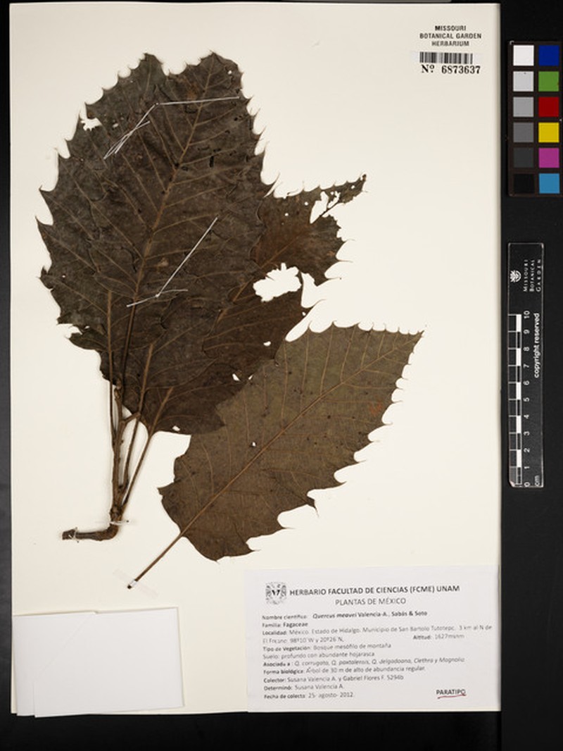 Quercus meavei photo 4