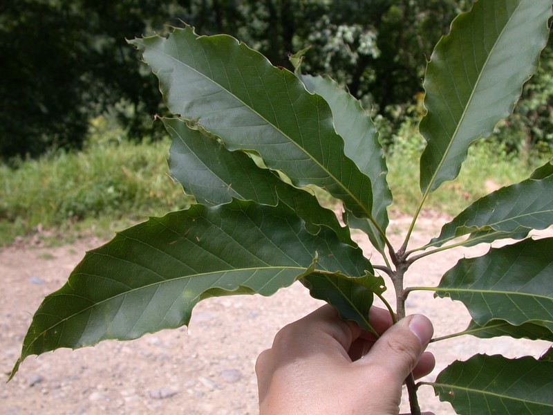 Quercus meavei photo 5