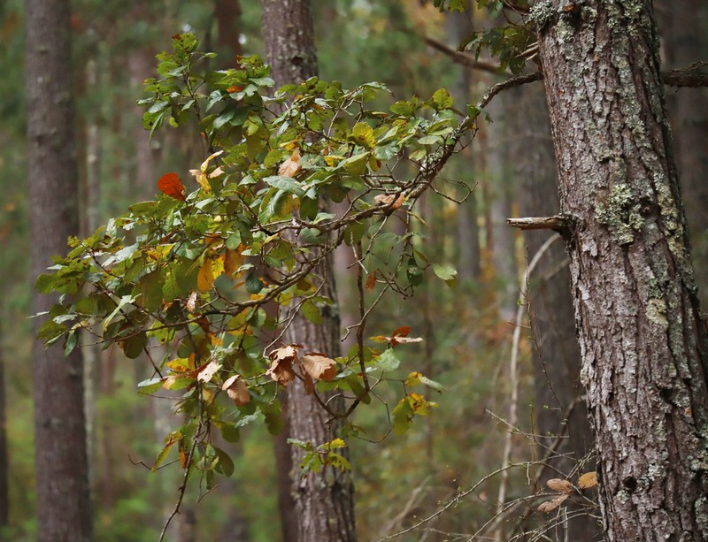 Quercus melissae photo 2