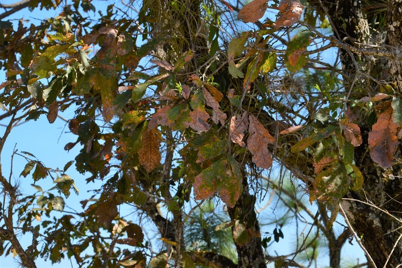 Quercus melissae photo 4