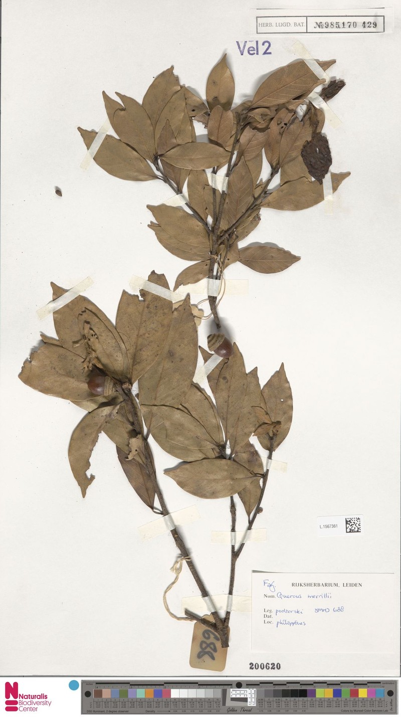 Quercus merrillii