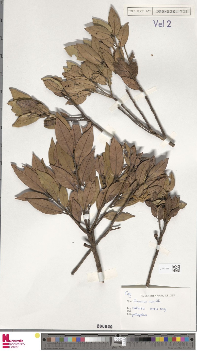 Quercus merrillii photo 2