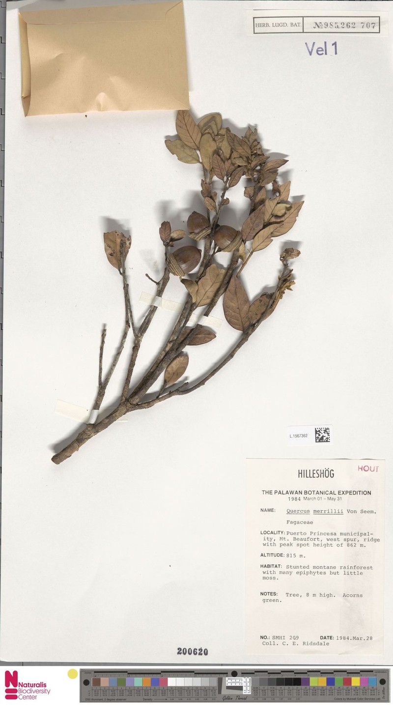 Quercus merrillii photo 3