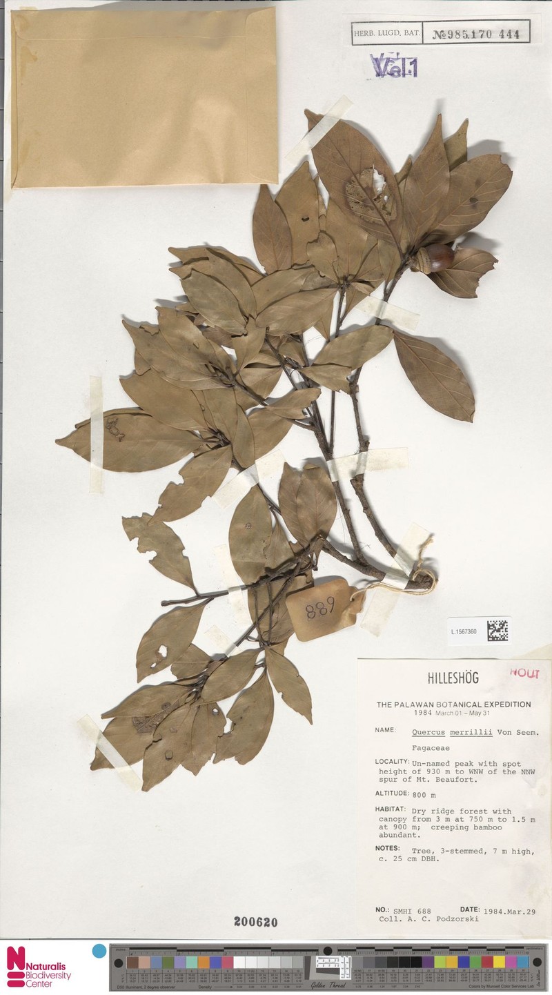 Quercus merrillii photo 4
