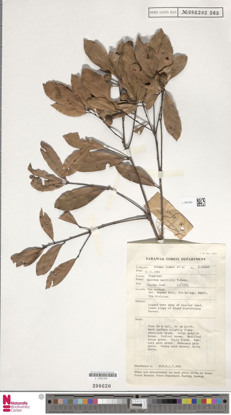 Quercus merrillii photo 5