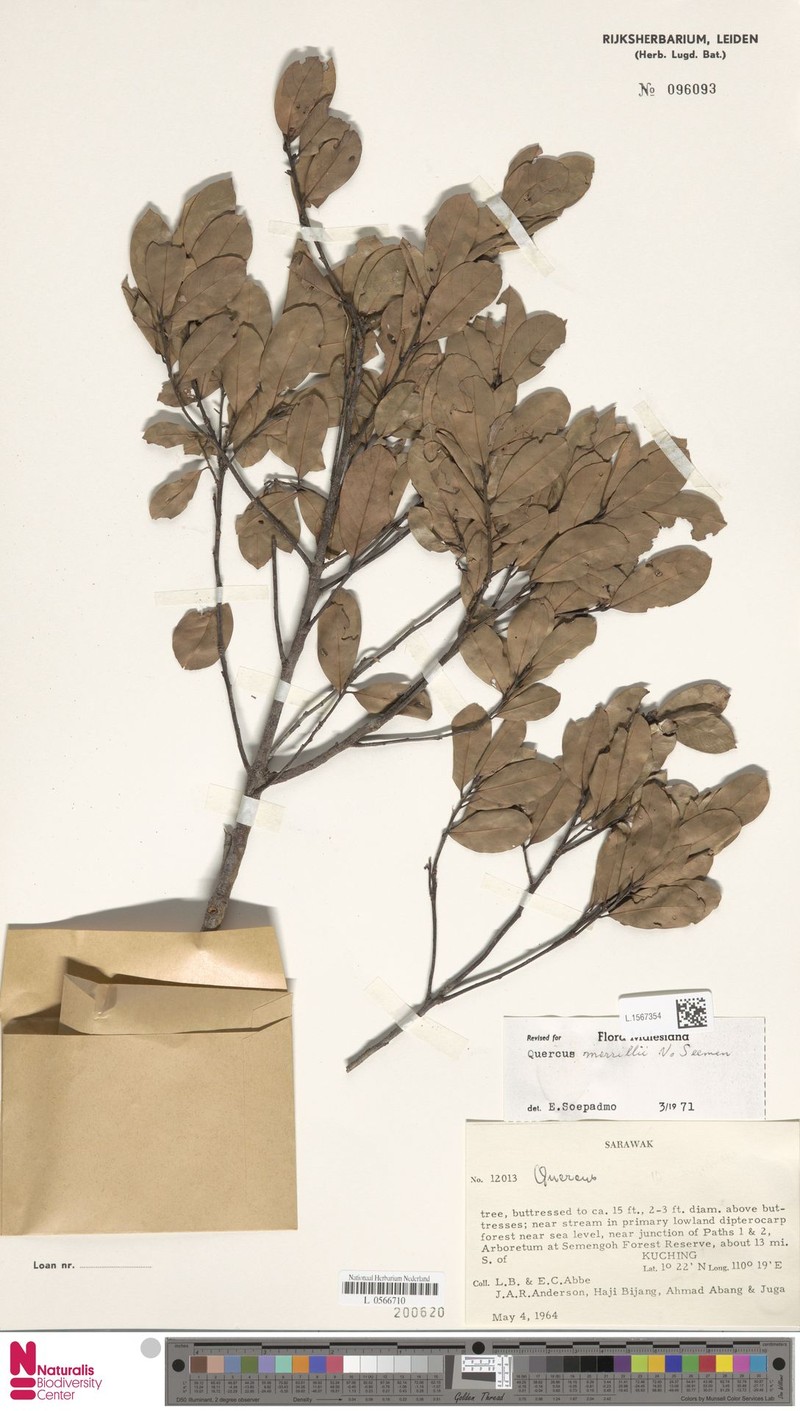Quercus merrillii photo 6