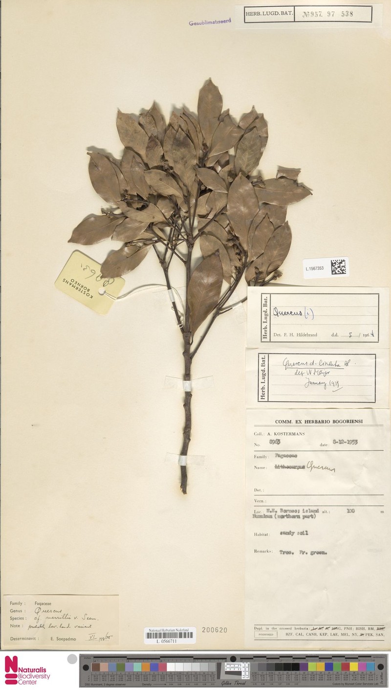 Quercus merrillii photo 7