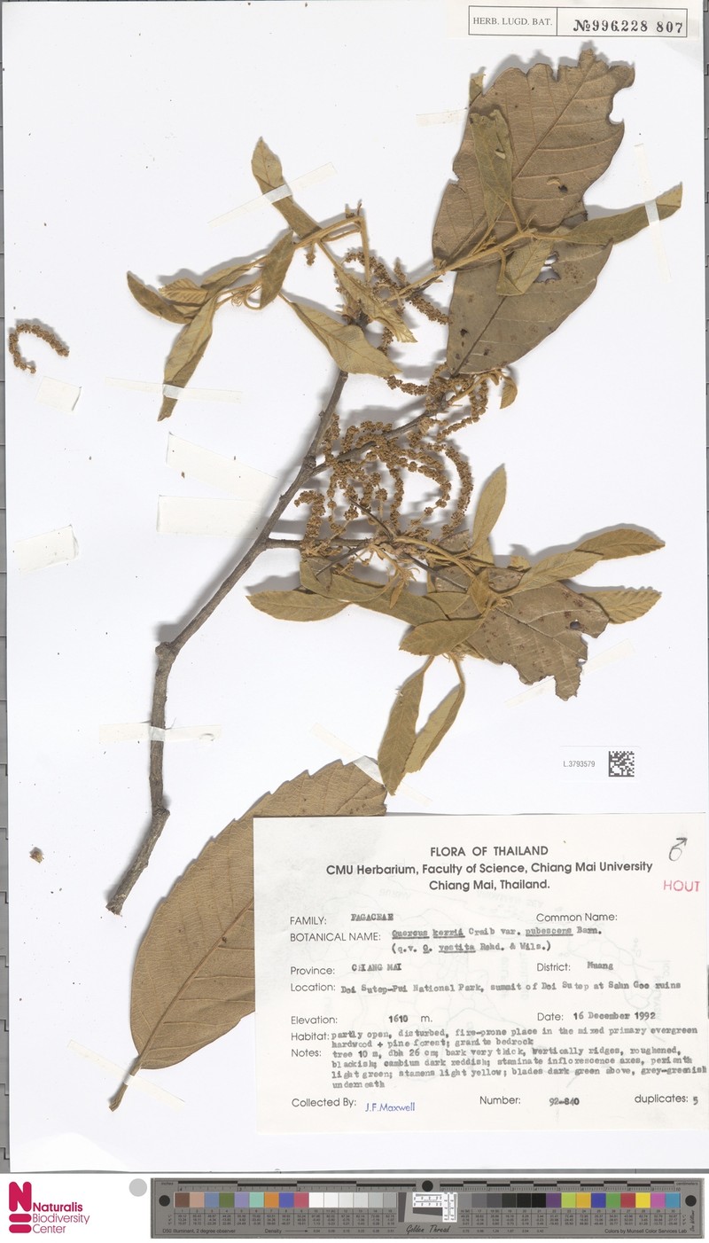Quercus mespilifolia