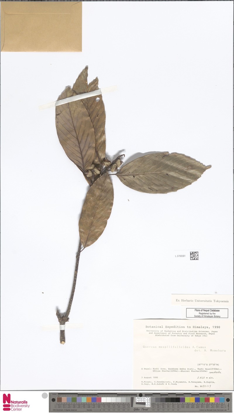 Quercus mespilifolia photo 2