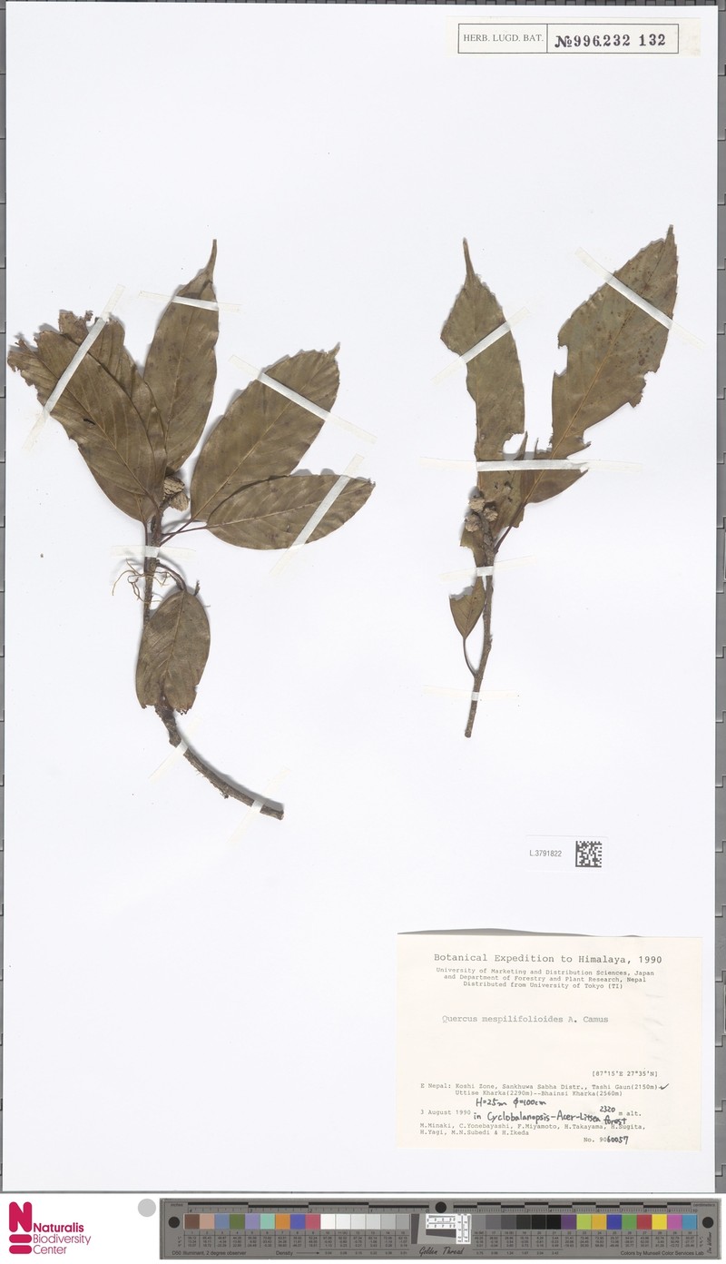 Quercus mespilifolia photo 3