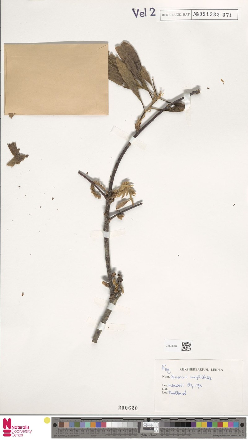 Quercus mespilifolia photo 4