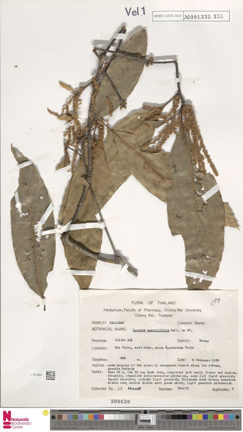 Quercus mespilifolia photo 5