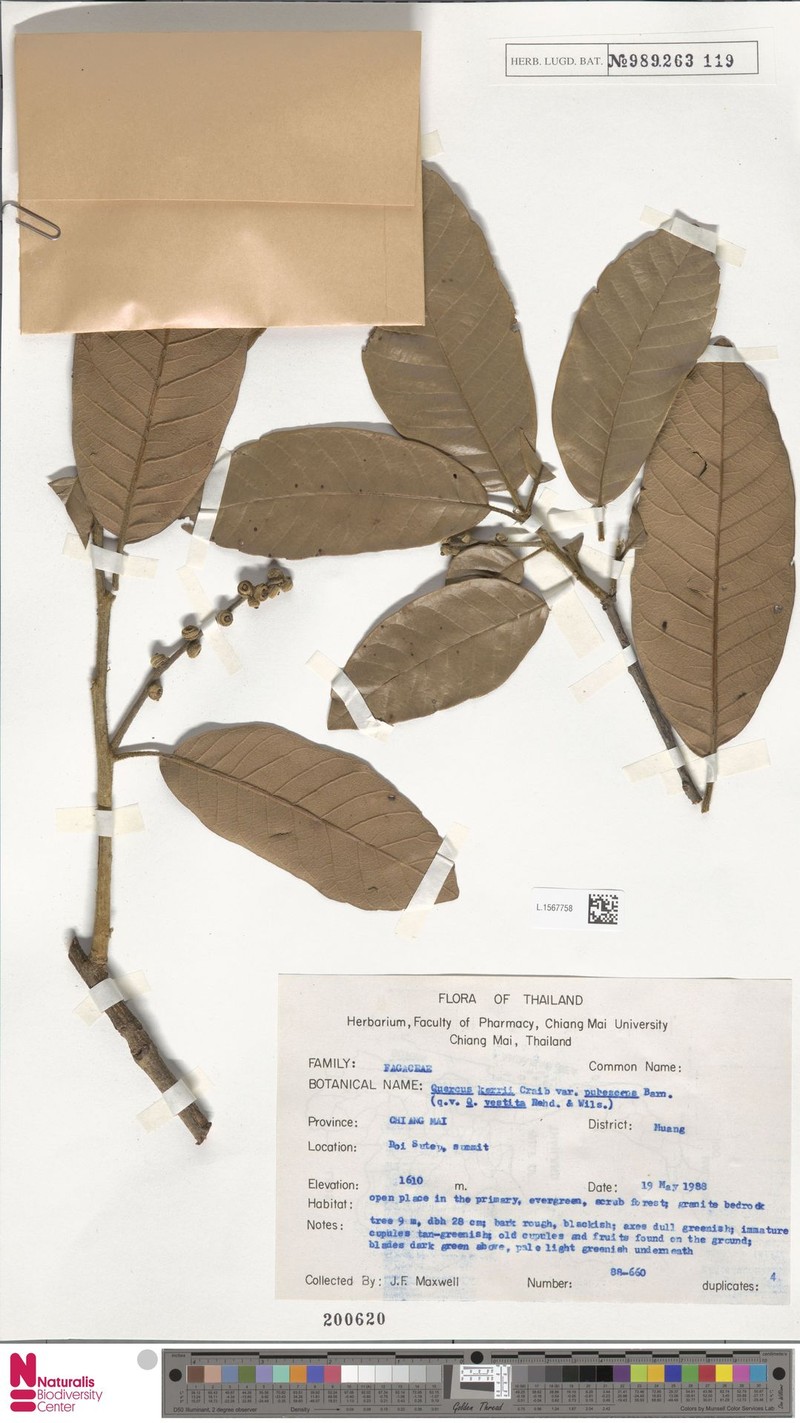 Quercus mespilifolia photo 6