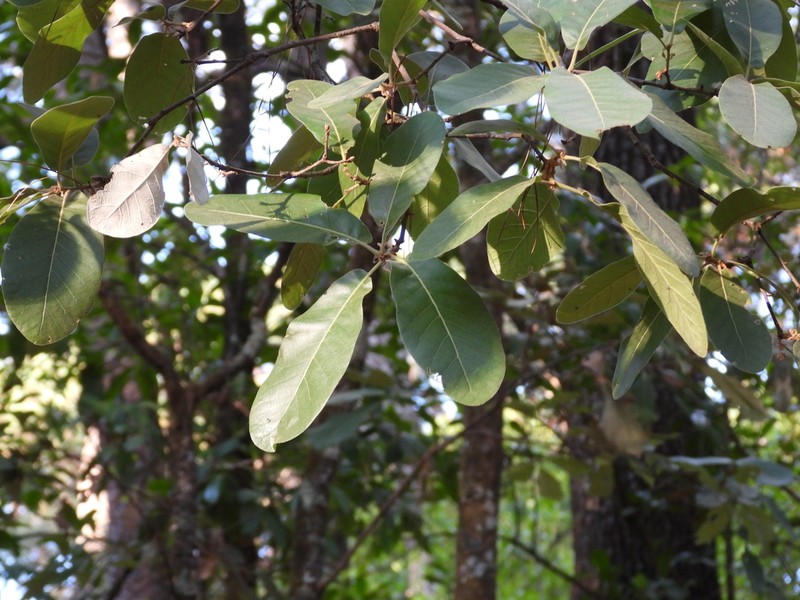 Quercus mexiae