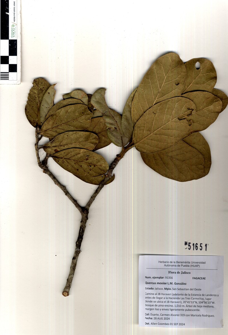 Quercus mexiae photo 3