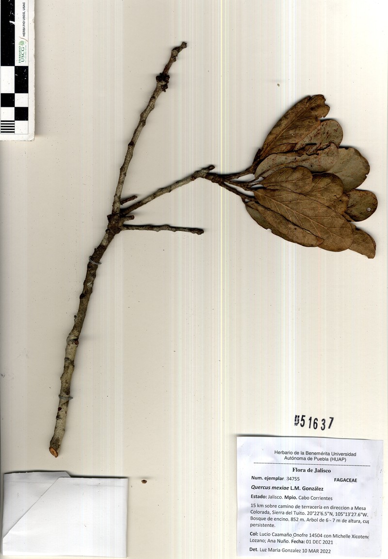 Quercus mexiae photo 4