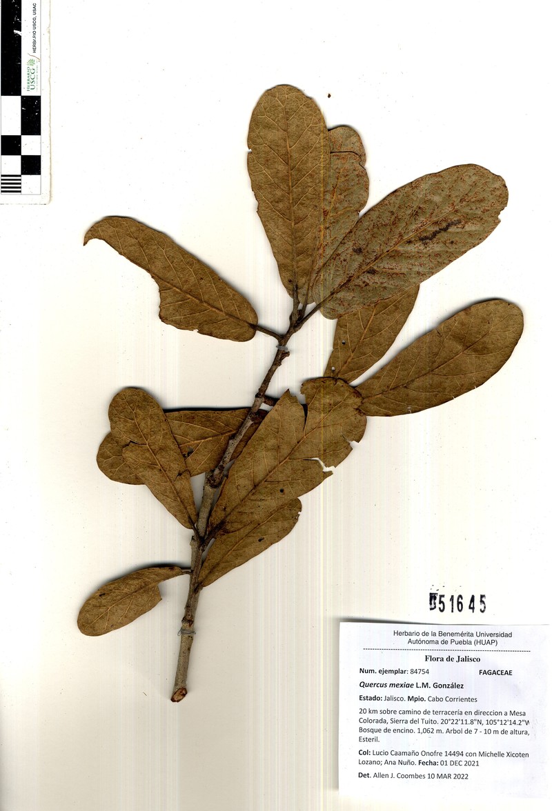 Quercus mexiae photo 5