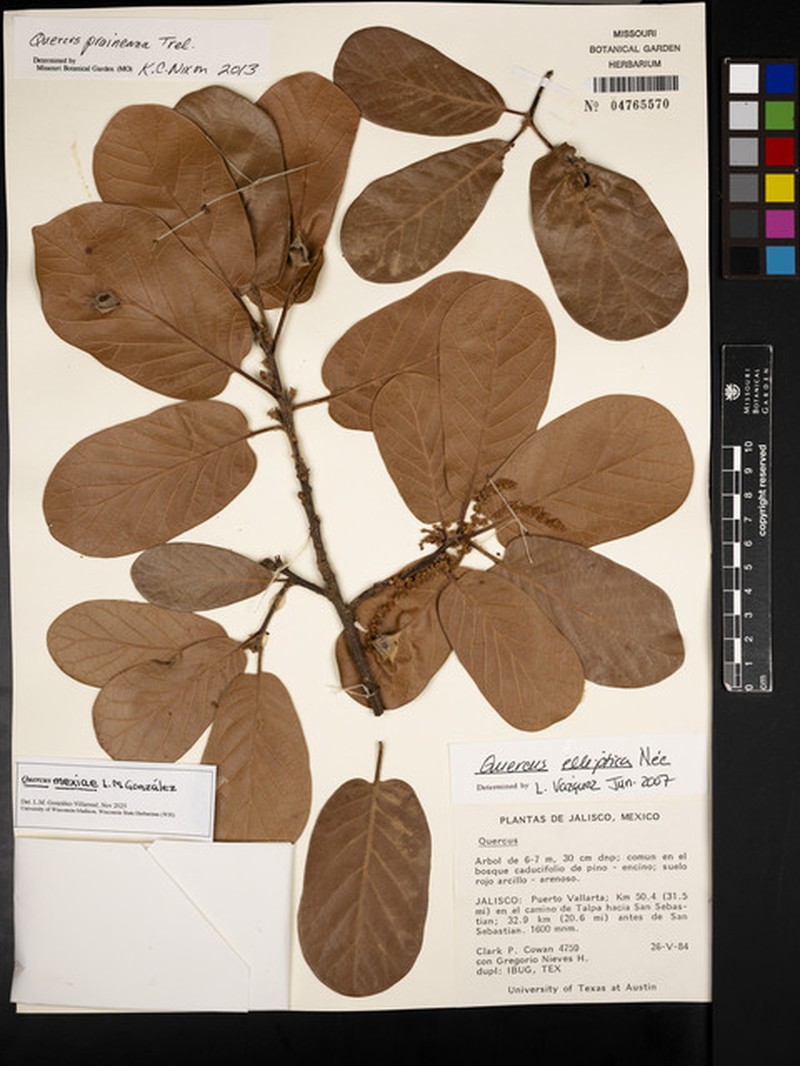 Quercus mexiae photo 6