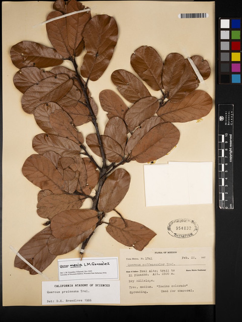 Quercus mexiae photo 7