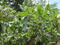 Quercus mexicana