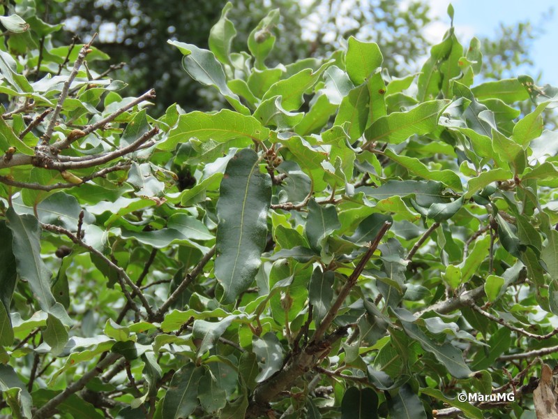 Quercus mexicana