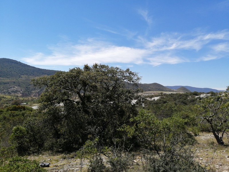 Quercus mexicana photo 2