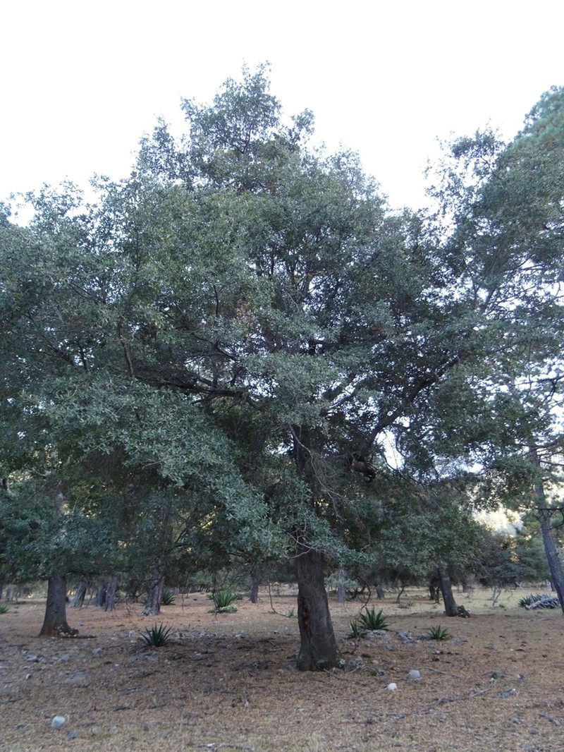 Quercus mexicana photo 3