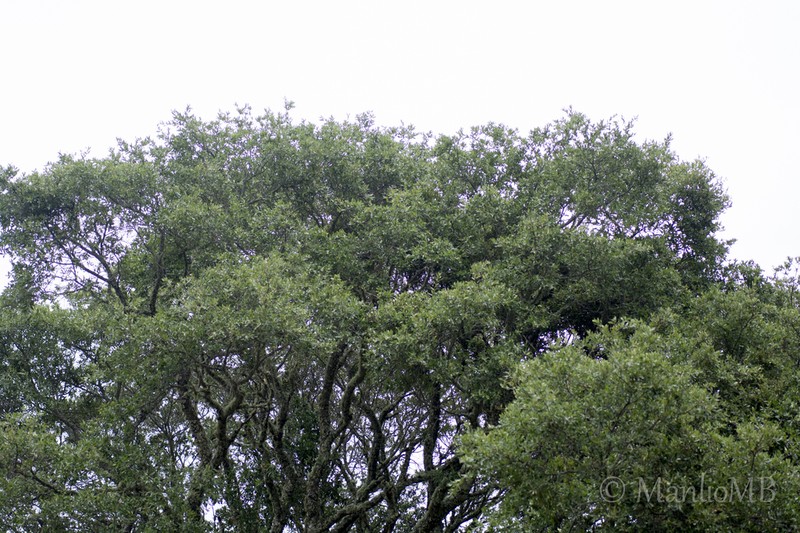 Quercus mexicana photo 4