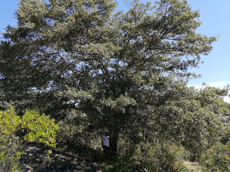 Quercus mexicana photo 5