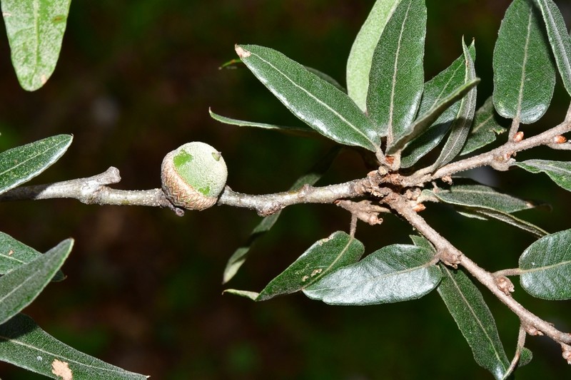 Quercus mexicana photo 6