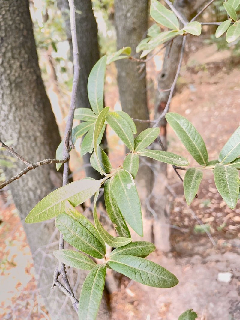 Quercus mexicana photo 7