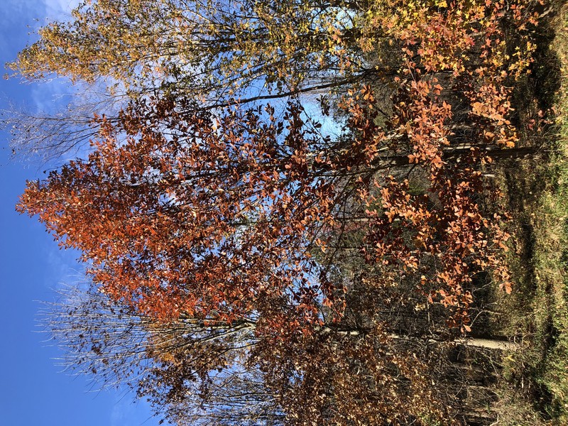 Swamp Chestnut Oak photo 2
