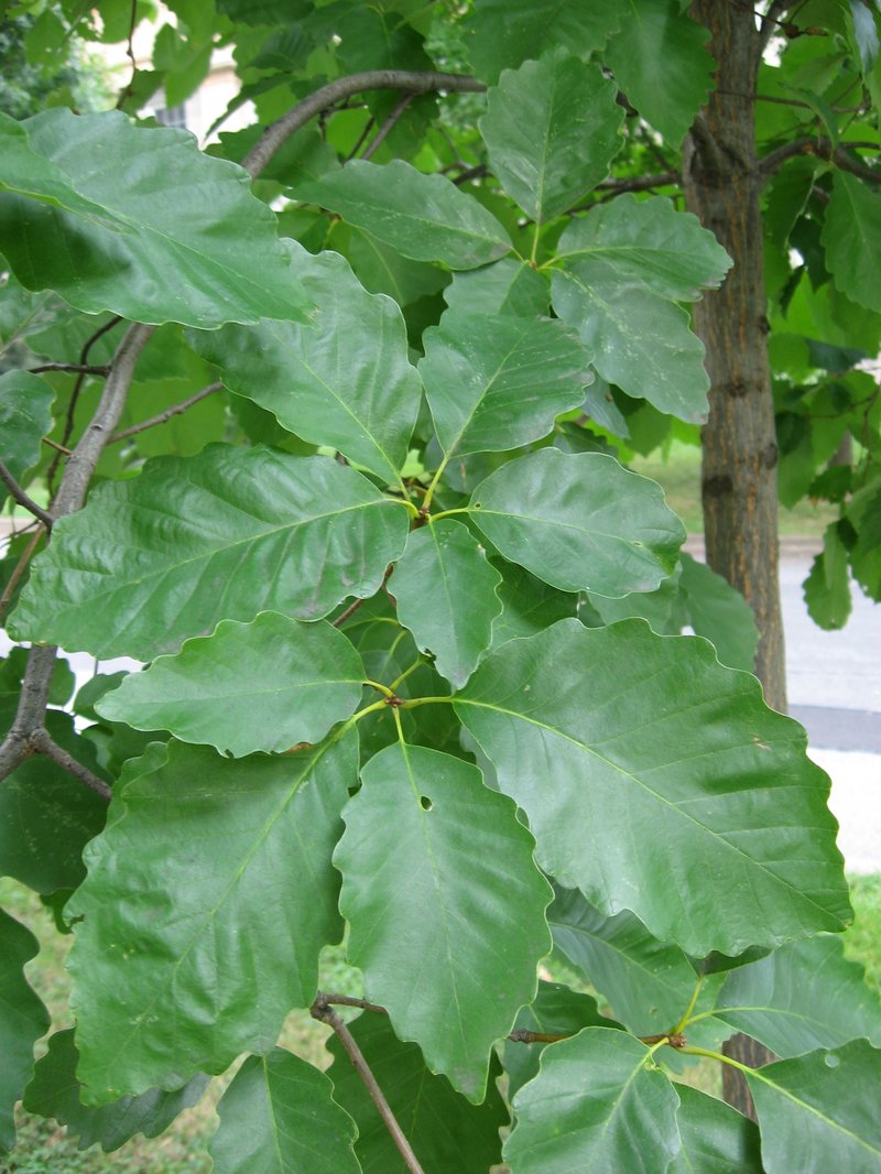 Swamp Chestnut Oak photo 3