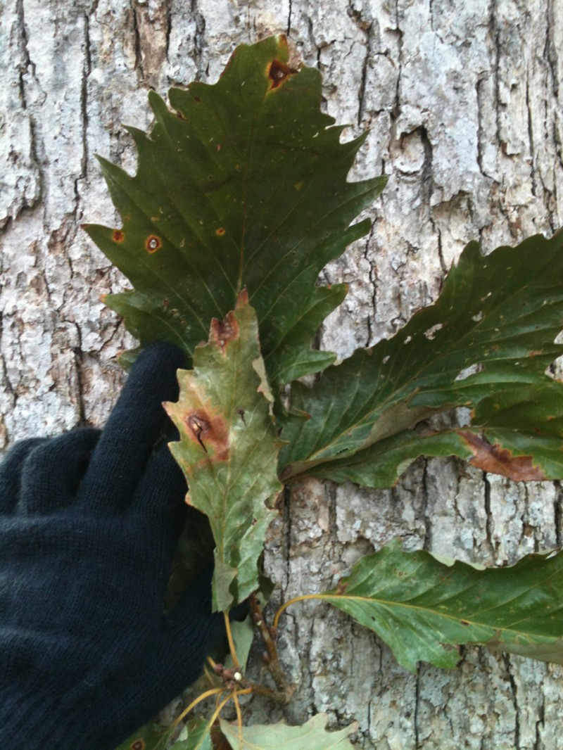 Swamp Chestnut Oak photo 2