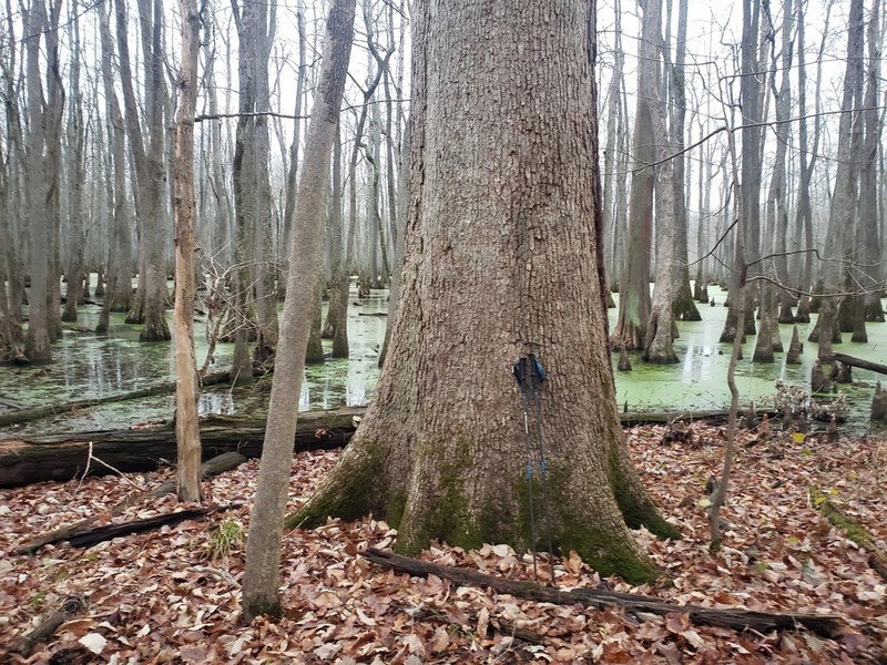 Swamp Chestnut Oak photo 3