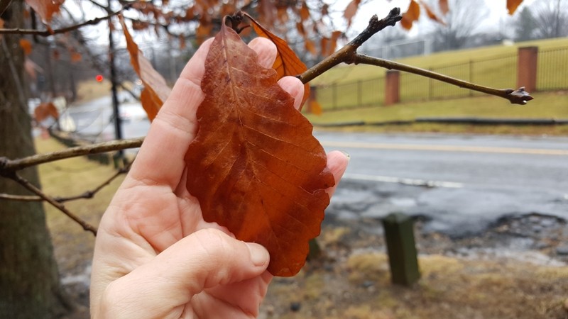 Swamp Chestnut Oak photo 4