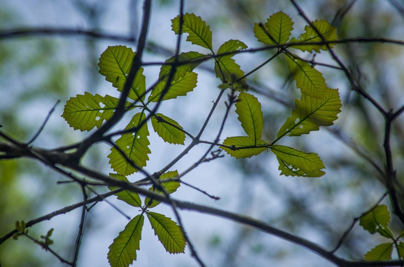 Swamp Chestnut Oak photo 5