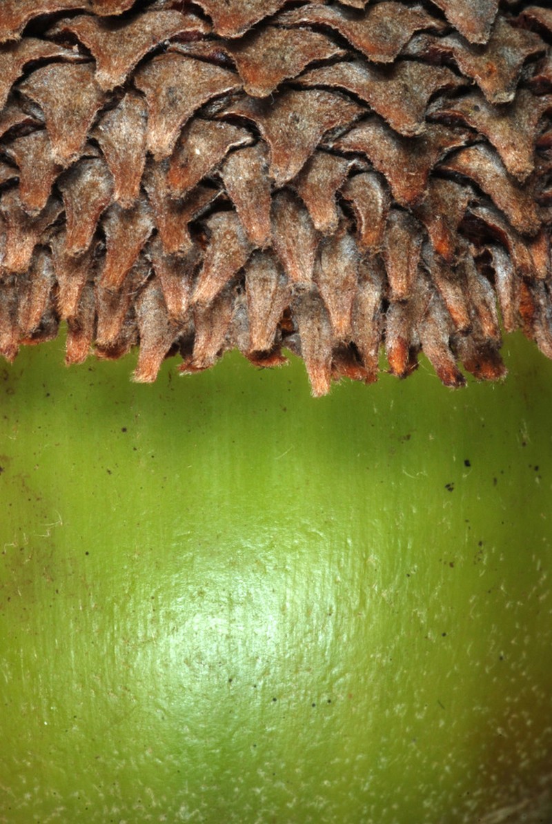 Swamp Chestnut Oak photo 6