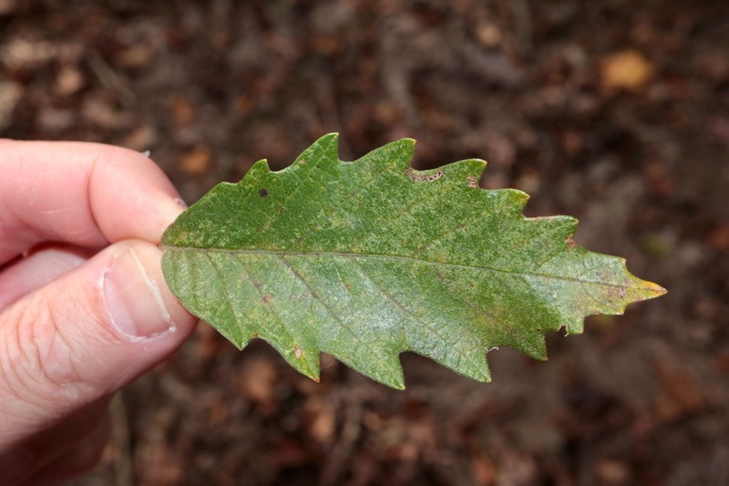 Swamp Chestnut Oak photo 7