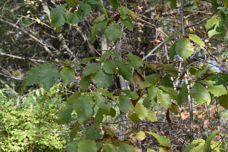 Swamp Chestnut Oak photo 8