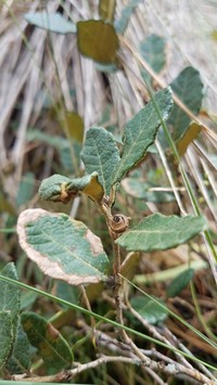 Quercus microphylla