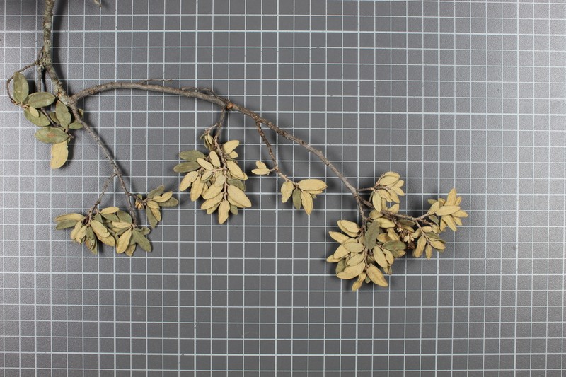 Quercus microphylla photo 2