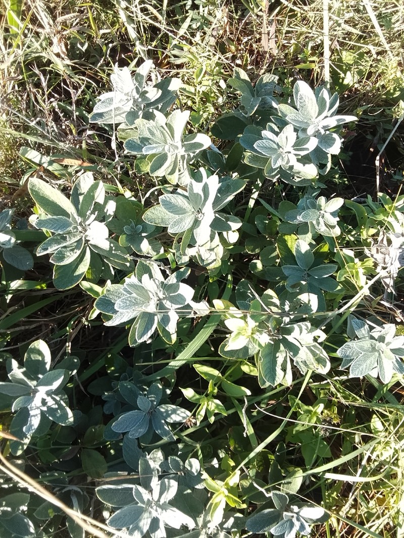Quercus microphylla photo 3
