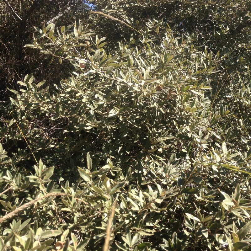 Quercus microphylla photo 4