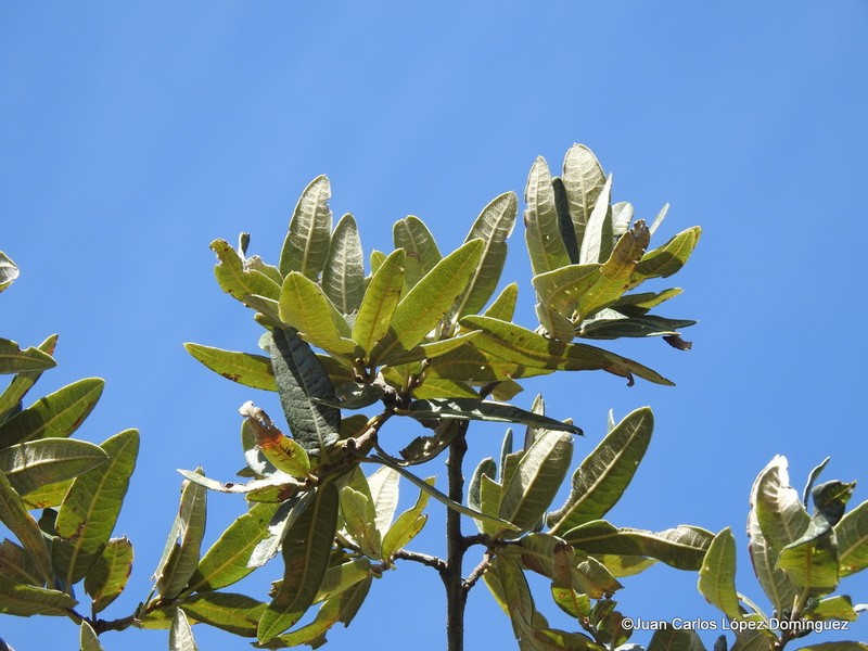 Quercus microphylla photo 5