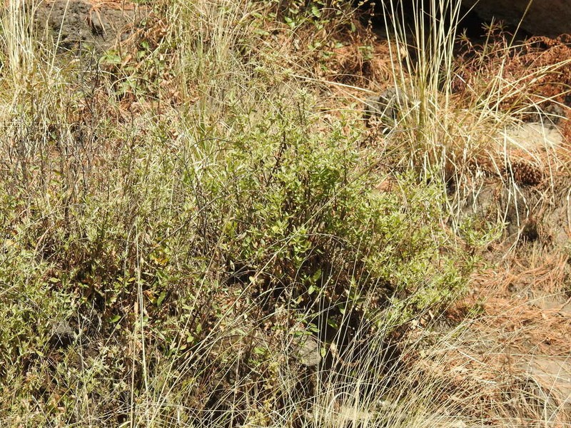 Quercus microphylla photo 6