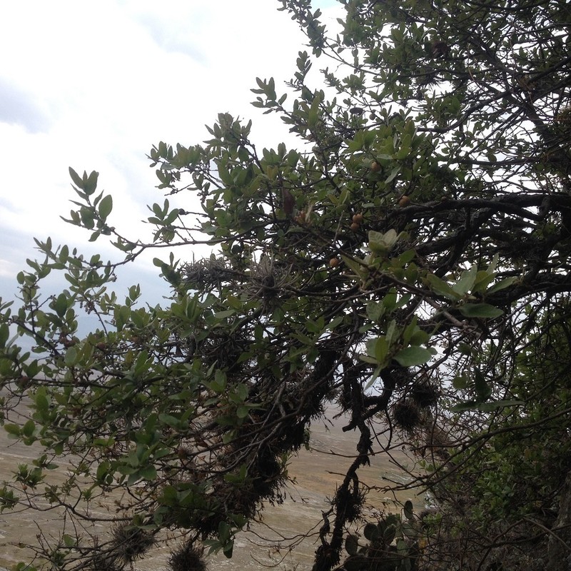 Quercus microphylla photo 7