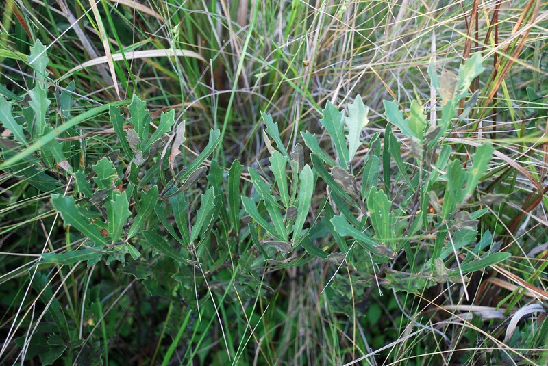 Dwarf Live Oak photo 2
